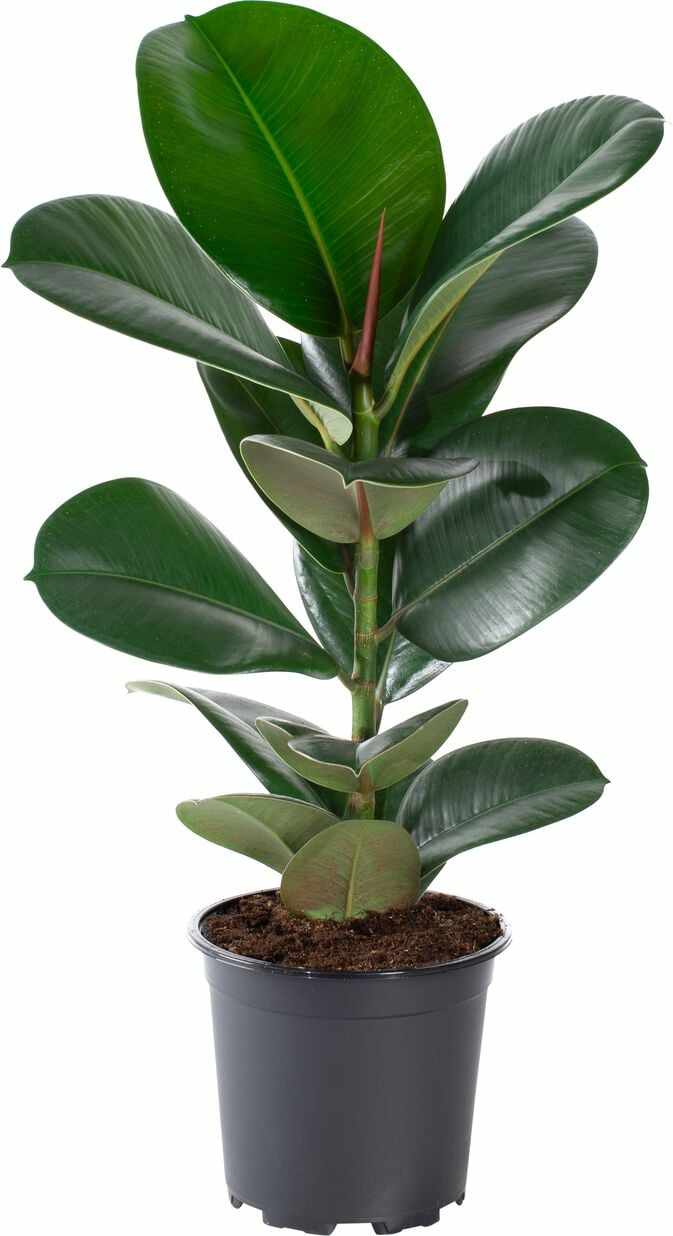 Baby Ficus Robusta : : Giardino e giardinaggio