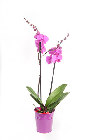 Purlpe Orchid