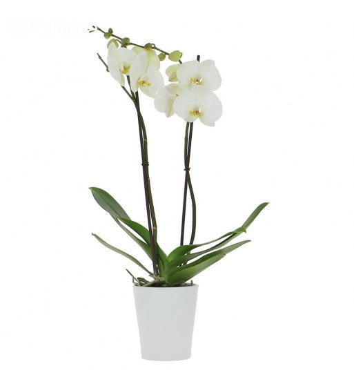 White Orchid